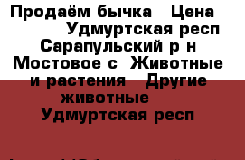 Продаём бычка › Цена ­ 35 000 - Удмуртская респ., Сарапульский р-н, Мостовое с. Животные и растения » Другие животные   . Удмуртская респ.